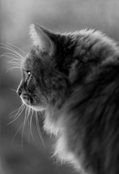 Bella